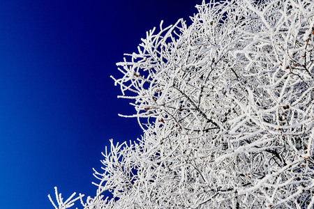winter landscape
