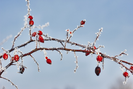 Frozen tree branchの写真素材
