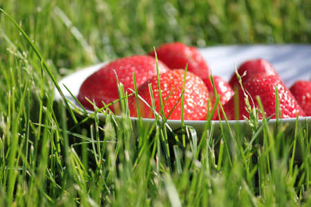 Strawberries on a white plate in grass の写真素材