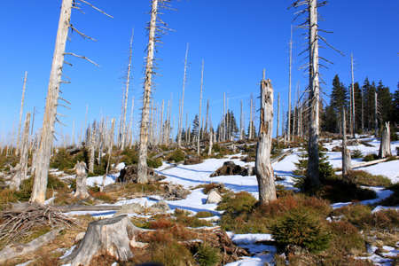 Dead forestの写真素材