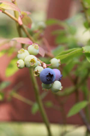 First blueberryの写真素材