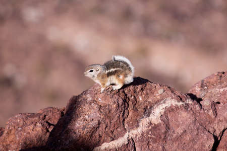 Chipmunk on rocksの写真素材
