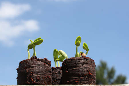 Growing cucumber plants looking at the blue skyの写真素材