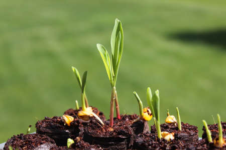 Growing corn seedsの写真素材