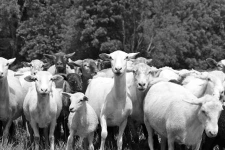Sheep in black and white