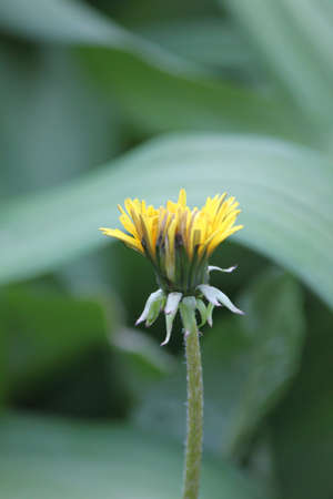 Dandelionの写真素材