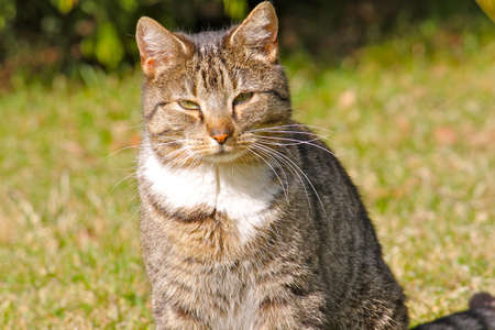 Gray cat looking at the cameraの写真素材