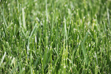 Overgrown grassの写真素材