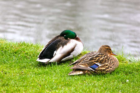 Duck coupleの写真素材