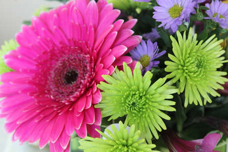 Pink Gerbera Flowersの写真素材