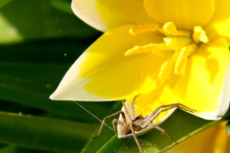 Wild spider on a flower petalの写真素材