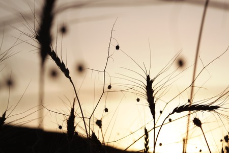 ears of wheat.の写真素材