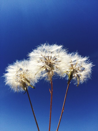 dandelions flowers