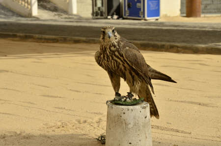 Falcon in Dohaの写真素材