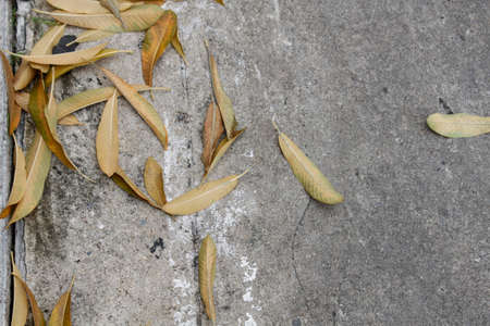 dry leaves on the groundの写真素材