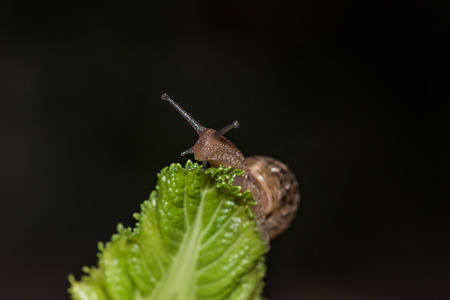 Snailの写真素材