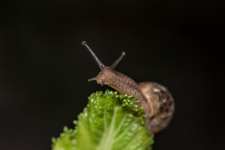 Snailの写真素材