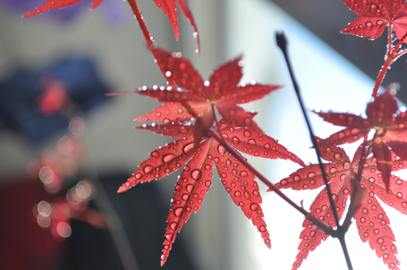 Red maple leafの写真素材