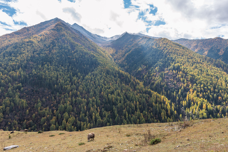 Sichuan Siguniang Mountainの写真素材