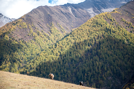 Sichuan Siguniang Mountainの写真素材