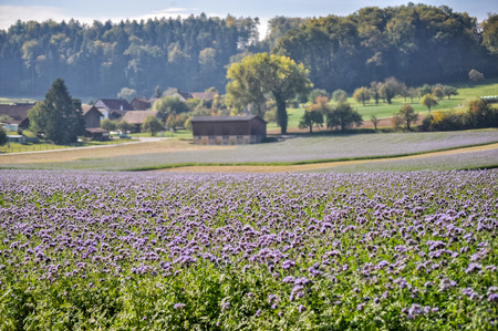 Purple flower field on the outskirts of Paris, Franceの写真素材