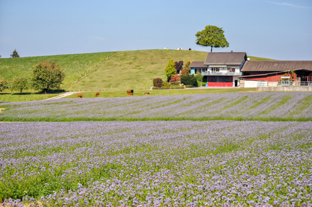 Purple flower field on the outskirts of Paris, Franceのeditorial素材