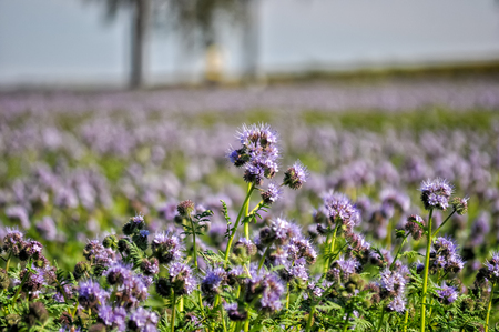 Purple flower field on the outskirts of Paris, Franceの写真素材