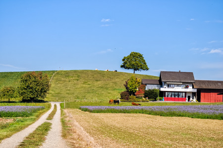 Purple flower field on the outskirts of Paris, Franceのeditorial素材