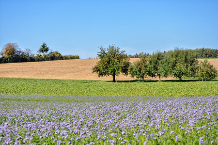 Purple flower field on the outskirts of Paris, Franceの写真素材