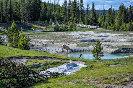 Yellowstone National Park, USAの写真素材