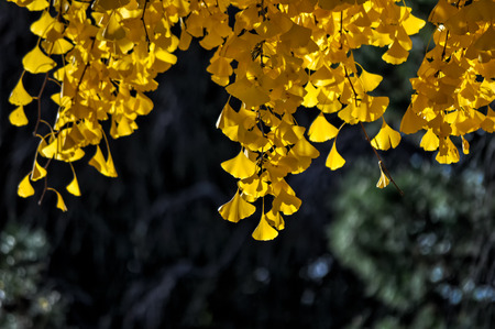 Early autumn yellow ginkgo leaves
