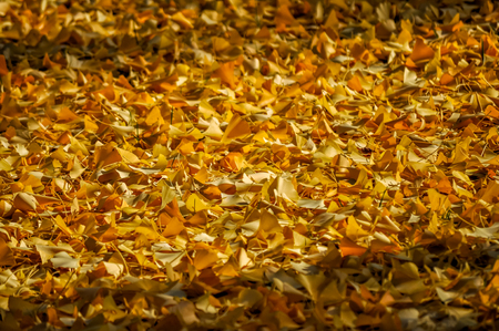 Early autumn yellow ginkgo leavesの写真素材