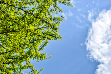 Green ginkgo leaves in early summerの写真素材