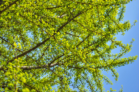 Green ginkgo leaves in early summerの写真素材