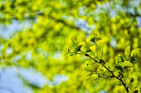 Green ginkgo leaves in early summerの写真素材