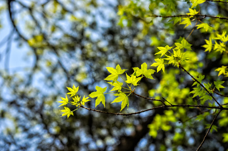 Early summer green maple leafの写真素材