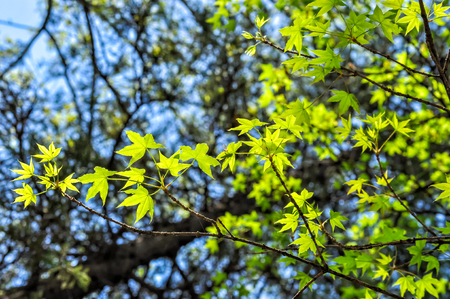 Early summer green maple leafの写真素材