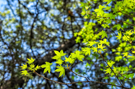 Early summer green maple leafの写真素材