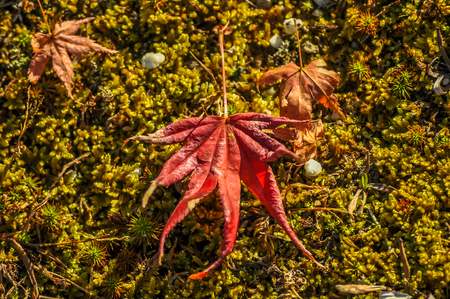 Autumn red maple leafの写真素材