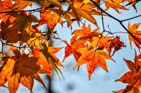 Autumn red maple leafの写真素材