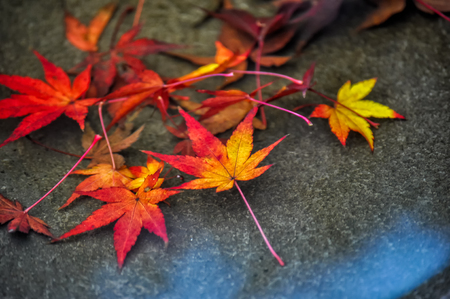 Autumn red maple leafの写真素材