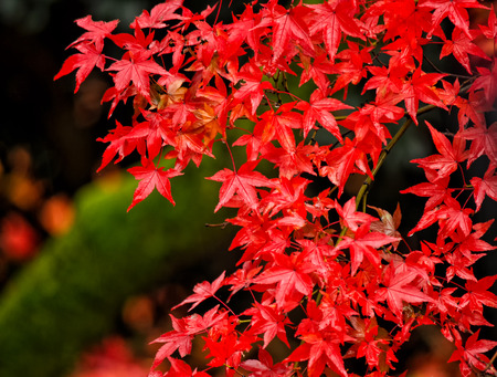 Autumn red maple leafの写真素材