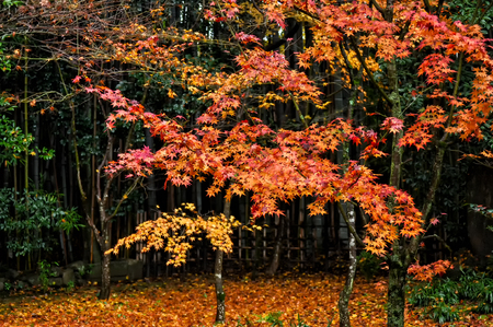 Autumn red maple leaf treesの写真素材