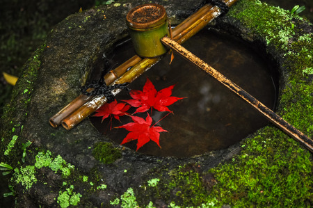 Autumn red maple leafの写真素材