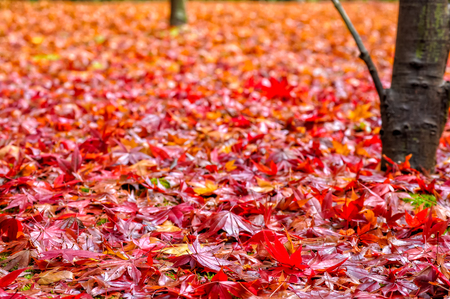 Autumn red maple leafの写真素材