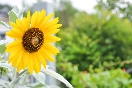 Yellow sunflowerの写真素材