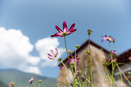 Purple flowersの写真素材