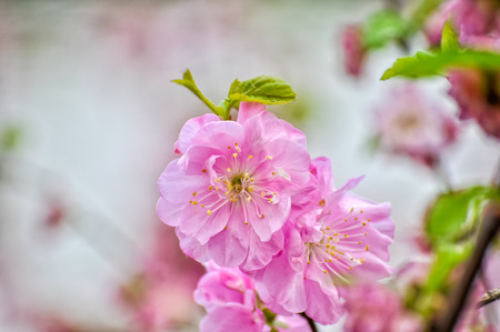 Begonia flowerの写真素材
