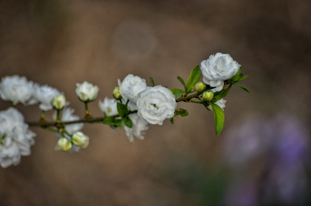 White  peach blossomの写真素材
