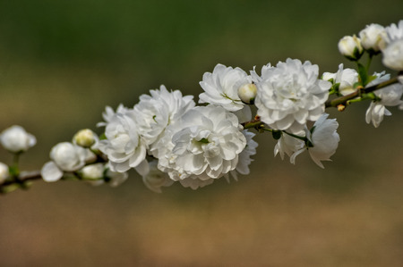 White  peach blossomの写真素材